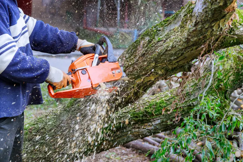 Tree Work As a result of hurricane storm, a worker with chainsaw saws down trees that are falling onto the asphalt